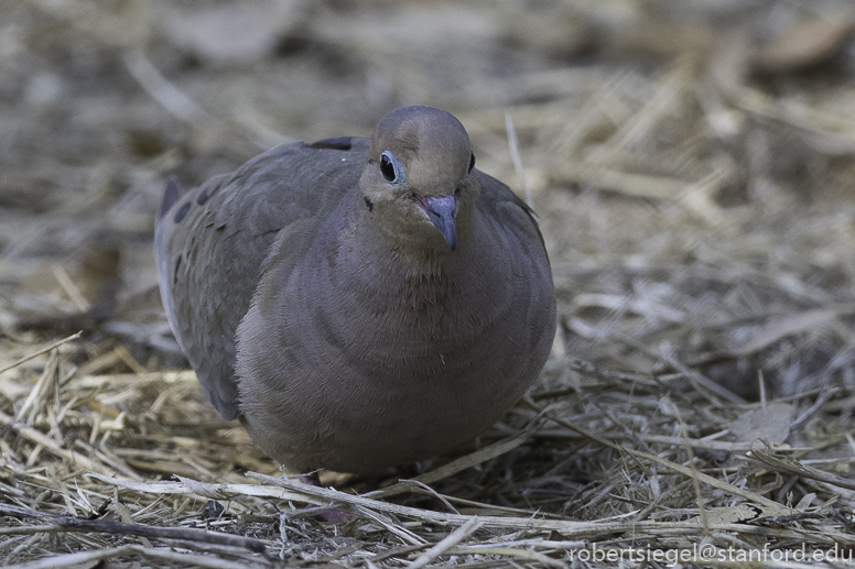 dove